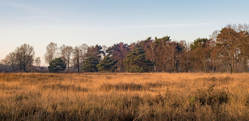 Fototapeta premium Field with high yellow grass and row of trees. Nature reserve Ne