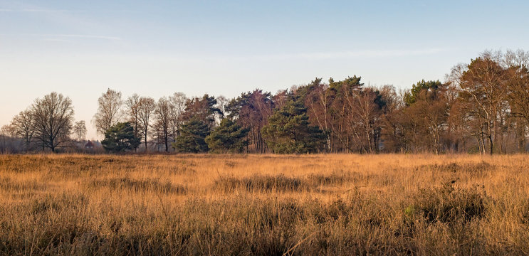 Field with high yellow grass and row of trees. Nature reserve Ne