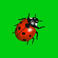 Ladybird red, indistinguishable from a live, natural contours, natural colors. ladybird on a green background