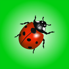 Ladybird vector illustration on a green background.