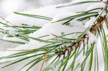 evergreen fir needles macro covered with a layer of snow