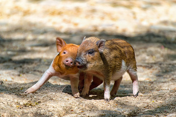 Two baby pigs playing togegther in the zoo