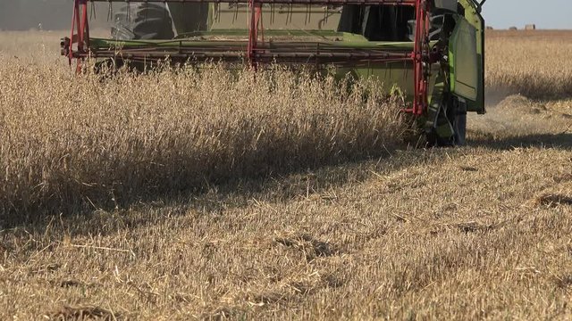 Harvesting agricultural combine machine with reel and cutter bar is threshing oats on farmland. 4K