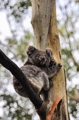 Koala on a tree on the Great Ocean Road, Australia
