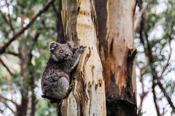 Koala on a tree on the Great Ocean Road, Australia