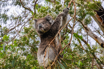 Koala watching on the Great Ocean Road, Australia