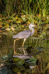 Heron