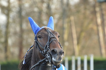 cheval de courses