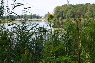 Mazury latem/Masuria in summer, Poland