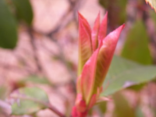 Natural pink cosmos flower blooming in the garden.