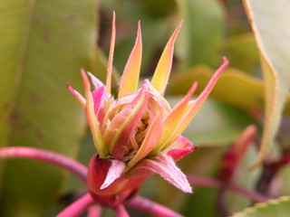Rose flower from tropical climate.