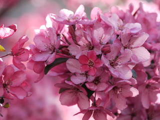 Blüten des Zierapfels im Halbschatten,Nahaufnahme