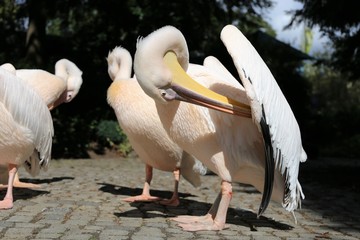 Pfirsichfarbene Pelikane putzen sich