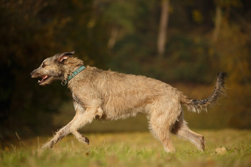 Irischer Wolfshund