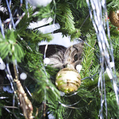 Cat on Christmas tree. New Year
