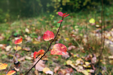 Autumn. Leaves in the forest.