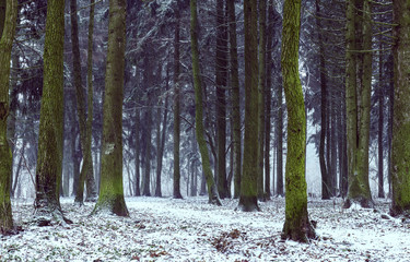 Forest in winter.