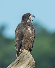 Juvenile Bald Eagle 1