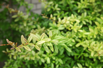 Green leaves, macro view
