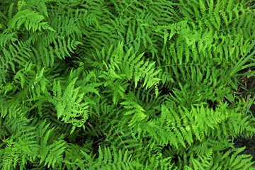Naklejka na ściany i meble Green bush close up