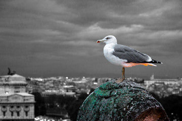 Möve auf dem Stein vor der abendlichen Kulisse Roms (color splash)