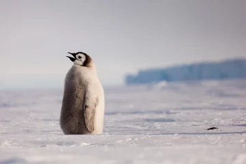 Wandaufkleber Singing Emperor penguin chick © Mario Hoppmann