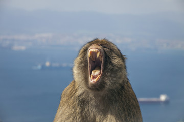 Obraz na płótnie Canvas Gibraltar - Face of Barbary macaque monkey showing his teeth and the harbour behind