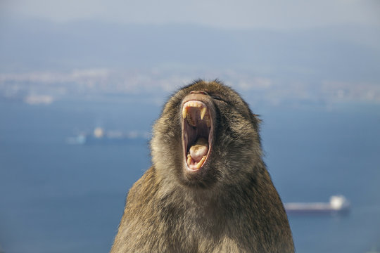 Gibraltar - Face of Barbary macaque monkey showing his teeth and the harbour behind