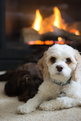 White and brown dogs snuggling in front of fireplace