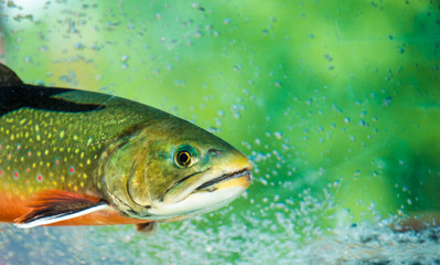 Fototapeta premium Underwater Rainbow Trout