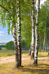 summer in sunny birch forest