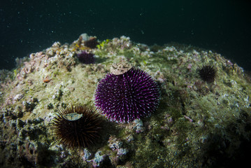 Naklejka na ściany i meble Sea urchins