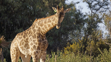 Jirafa - Giraffe