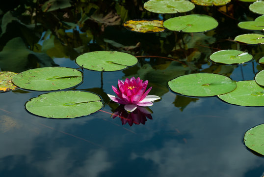 Fototapeta Waterlilly,Sigurtà parc in north Italy.