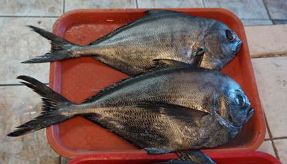 reineta pescado