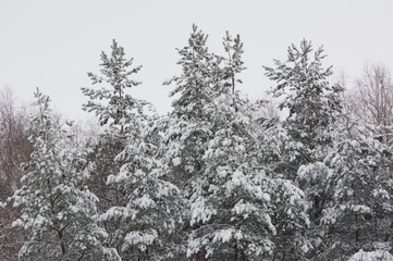 Pine tree under snow in winter forest