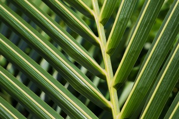 Naklejka premium Palm leaves close up