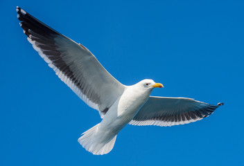 Flying adult Kelp gull (Larus dominicanus), also known as the Dominican gull and Black Backed Kelp Gull. Natural blue sky background