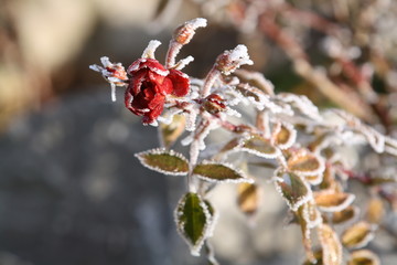 rose mit reif im winter