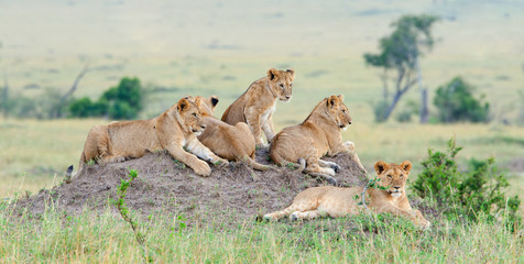 Groupe de jeunes lions sur la colline. Le lion (Panthera leo nubica), connu sous le nom de lion d& 39 Afrique de l& 39 Est ou Massai
