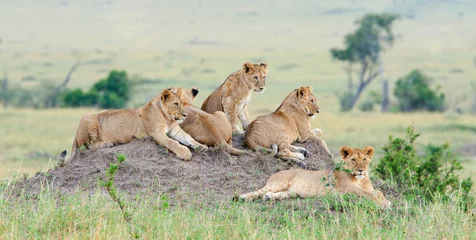 Photo sur Plexiglas Lion Groupe de jeunes lions sur la colline. Le lion (Panthera leo nubica), connu sous le nom de lion d& 39 Afrique de l& 39 Est ou Massai