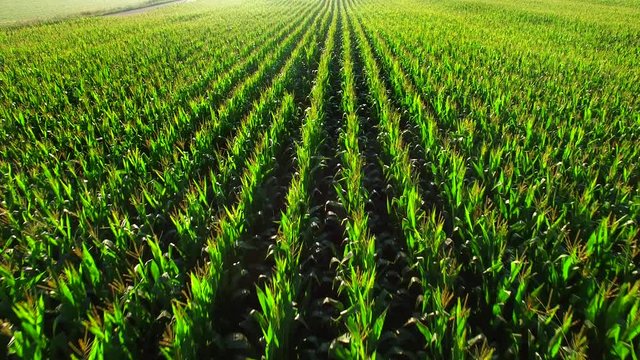 Healthy, lush green corn field by the light of the rising sun, aerial view.
