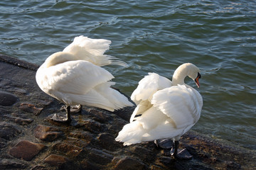 Cygnes blancs lissant leurs plumes au soleil