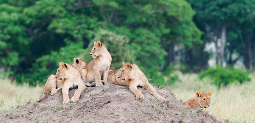 Group of young lions on the hill. The lion (Panthera leo nubica), known as the East African or Massai Lion