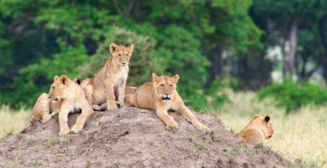 Group of young lions on the hill. The lion (Panthera leo nubica), known as the East African or Massai Lion