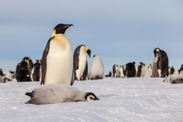 Fototapeta na wymiar Emperor penguin chick laying on ice