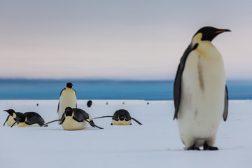 Emperor penguins sliding on belly