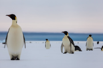 Fototapeta na wymiar Emperor penguin getting up