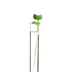 Plant in test tube isolated on white