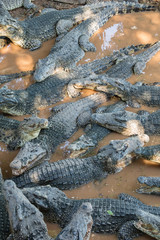 Krokodil